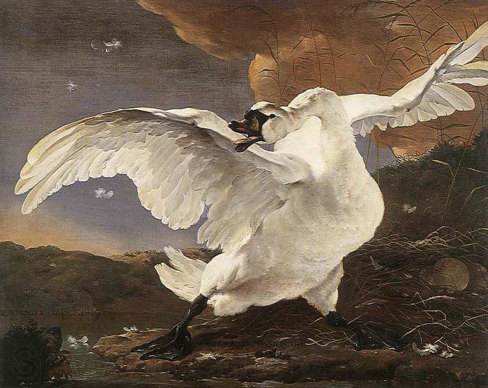 ASSELYN, Jan The Threatened Swan before 1652 Norge oil painting art